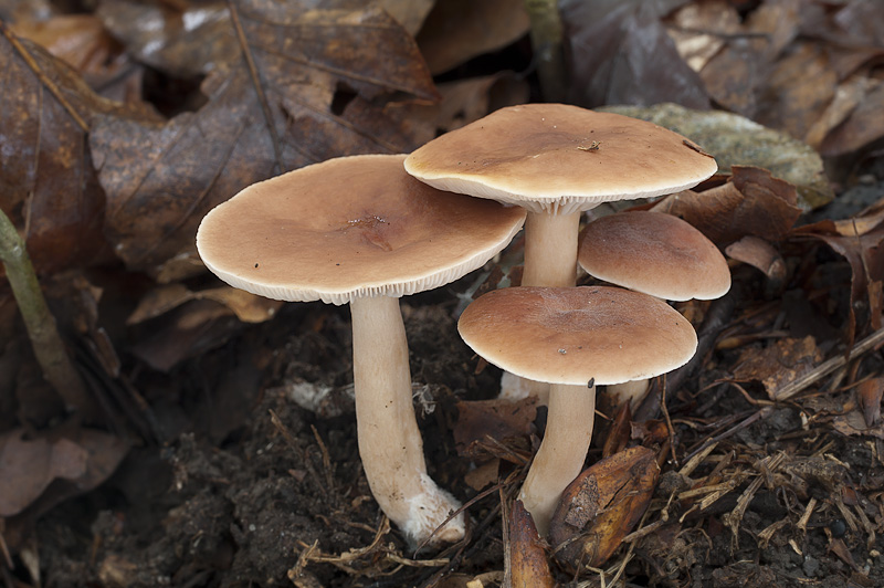 Lactarius subdulcis